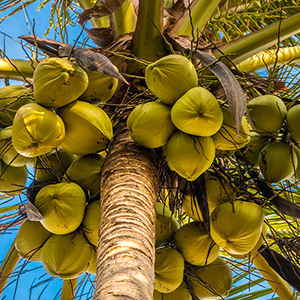 noci di cocco che crescono su una palma