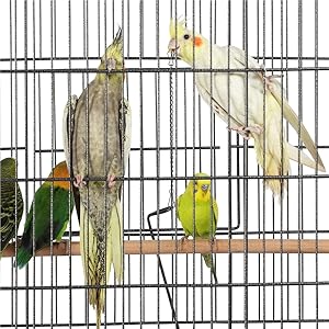 Vier Cockatiels mit verschiedenen Farben, die in einem Drahtvogelkäfig sitzend waren und verschiedene Rassen und ihre Lebensumgebung zeigen.