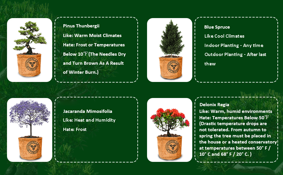 Bonsai Tree Seed Starter Kit Mini Bonsai Plant Growing