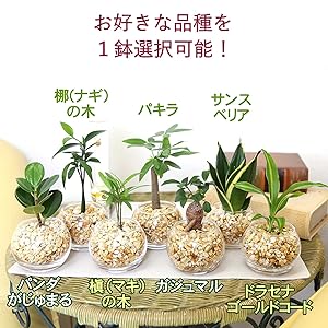Amazon｜【ブルーミングスケープ】土を使わない観葉植物 ミニ