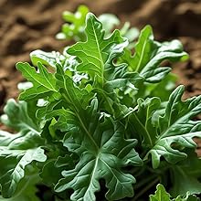 Arugula