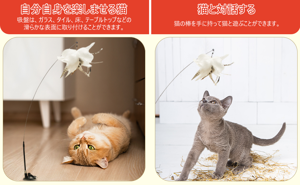 猫子爵様専用 ccmohmand.edu.pk