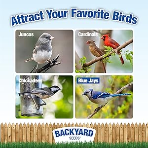 Black Oil Sunflower Bird Seed