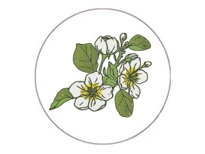 meadowfoam