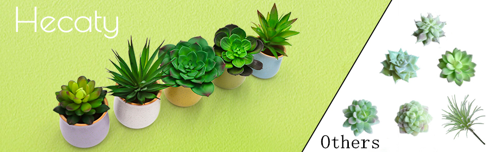 succulents