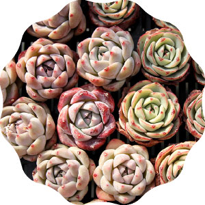 特大❣️豪華根付き韓国苗寄せ植え❣️ NISE の「7seedling」 7苗セット 韓国苗 type N｜Yahoo!フリマ（旧