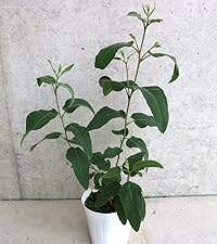 ユーカリ科さま専用 ユーカリF［EPF］ | 淡陶社