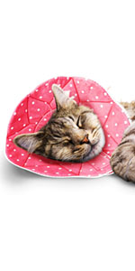cat cone