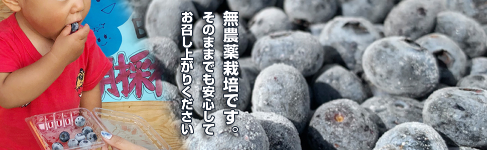 Amazon.co.jp: 【北海道産】冷凍ブルーベリー無農薬 残留農薬