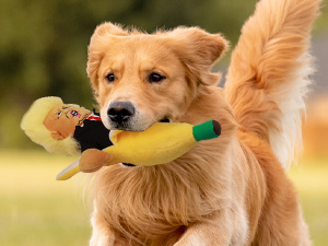 dog toy