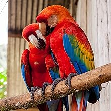 parrots
