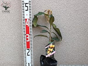 Amazon.co.jp: 枇杷(びわ)の苗木 品種：茂木【品種で選べる果樹