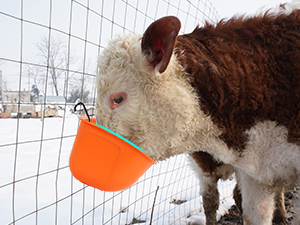 plastic feeding trough