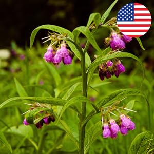 Comfrey plant, comfrey oil, comfrey poultice, comfrey salve, comfrey leaves