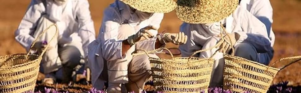 Safran Du Maroc, récolté à la main dans les régions fertiles du Maroc.