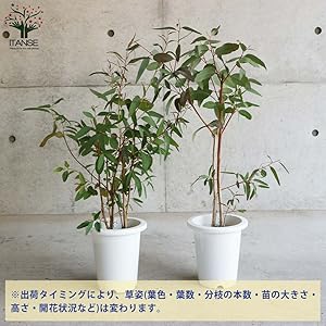 ユーカリ科さま専用 ユーカリ科さま専用 ユーカリ 『パルプラ』 | すべての商品