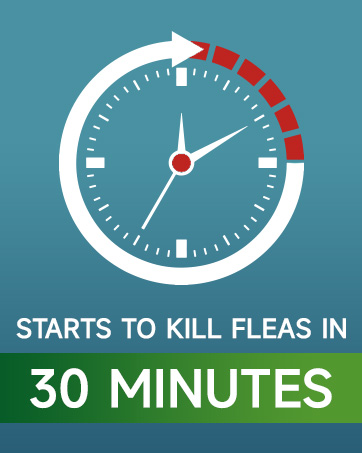 Cat Flea Tick prevention