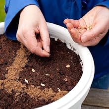 seeds direct sowing common methods areca palm farming techniques planting