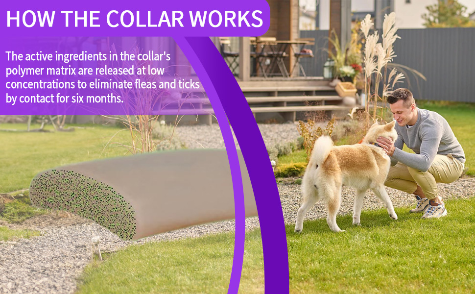 4 Pack Flea Collar for Dogs, Dog Flea and Tick Collar 8
