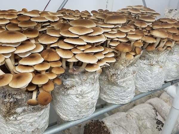 mushroomページ Identify mushroom found in Pinchot National Forest?