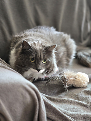 Interactive Bird Simulation Cat Toy Se