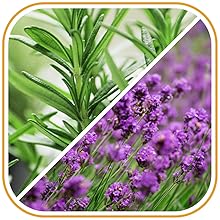 Made with rosemary oil &amp; lavender oil, this hair serum helps soothe dry &amp; itchy scalp.