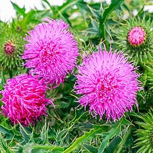 milk thistle