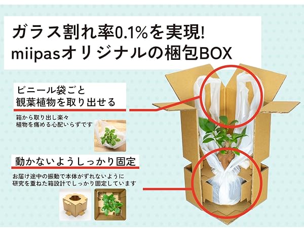 Amazon｜ガジュマル (多幸の木/金のなる木) 観葉植物 【初心者