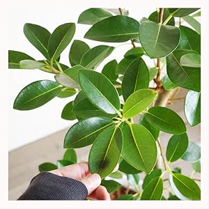 Amazon｜フランスゴム S字仕立て 観葉植物 本物 ブラックセラ