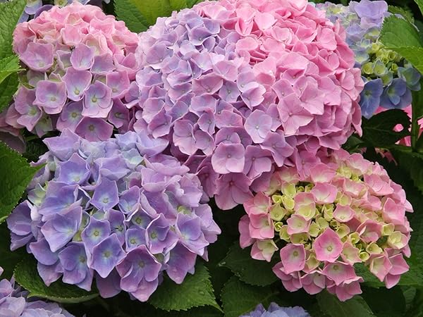 紫陽花　確認用 紫陽花 確認用
