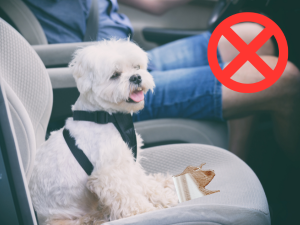 dog deterrent spray