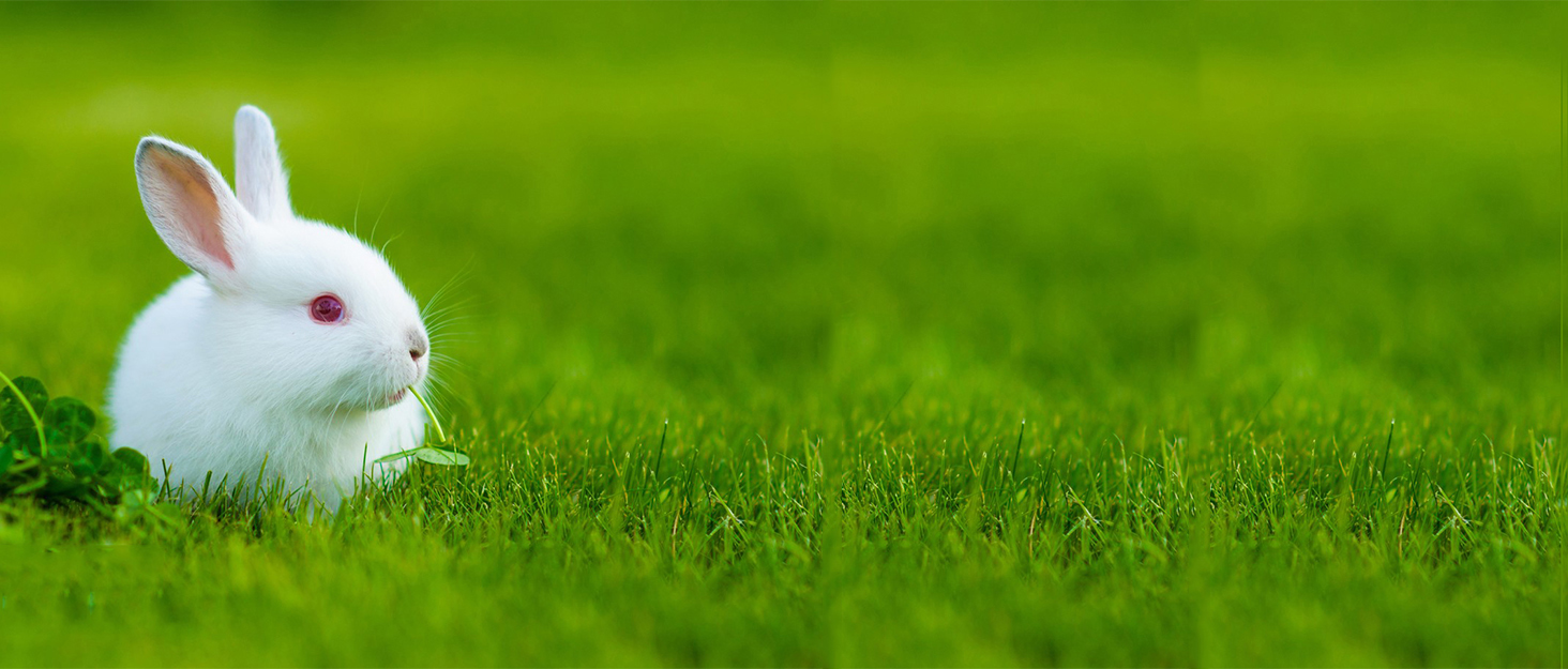 Hypeety Rabbit Hay Feeder Guinea Pig Hay Feeder Plastic