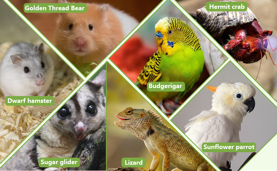 Hamster Colorful Bridge