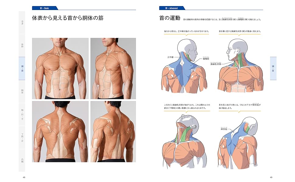 人体解剖学 41v7jx4eEML.jpg_BO30,255,255,
