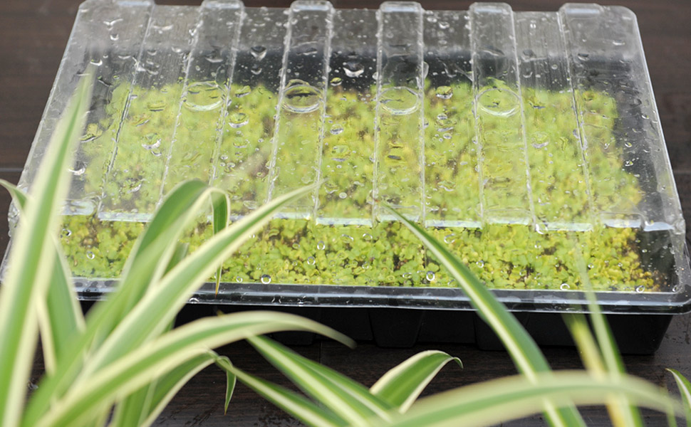 Professional Peat Pot