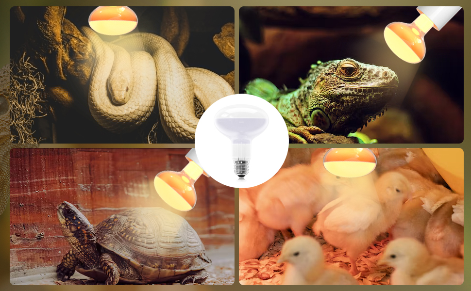 uvb bulb reptile
