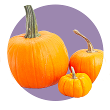 Pumpkin Seed Oil: A lightweight moisturizer that promotes hair thickness, softness, and resilience.