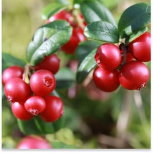 Cranberry fruit extract
