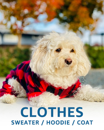 dog clothes