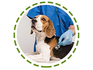 allergy and itch relief for dogs