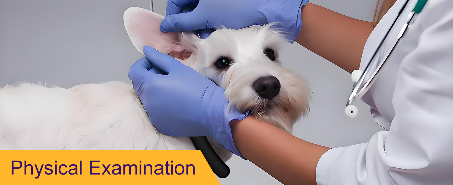 Physical Examination