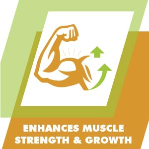 muscle strength and recovery
