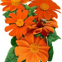 mexican sunflower seeds for planting growing gardening sowing sewing to plant grow sow sew