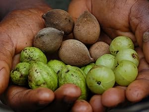 amalaki, haritaki, and bibhitaki fruit in hands