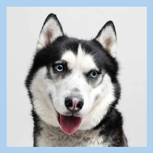 Photograph of dog Slade from Forever Home