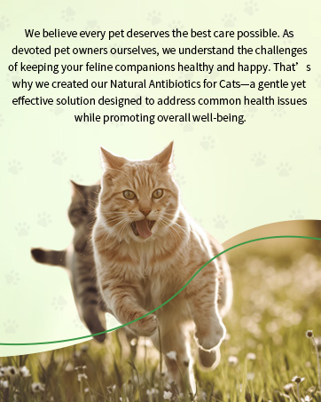 Natural Antibiotics for Cats