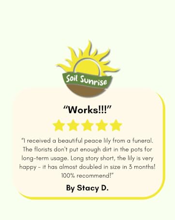soil sunrise peace lily review