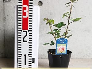 ツブリー※バラ売り不可 twice ラブリー