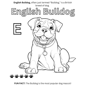 English Bulldog