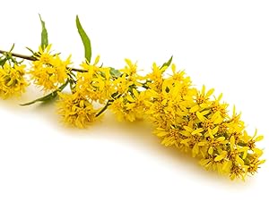 Goldenrod